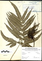 藏品(傅氏鳳尾蕨)的圖片